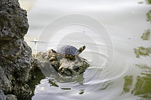Water turtle photo