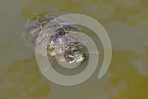 Water turtle