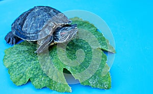 Water turtle