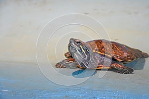 water turtle basking in the sun. Amphibian on the border of sand and water bathes in the sun