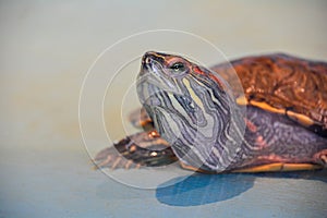 water turtle basking in the sun. Amphibian on the border of sand and water bathes in the sun