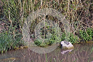 A water turtle basks in the sun on a rock, Kibbutz Nahsholim in northwestern Israel.