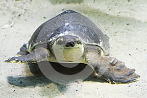 water turtle (Carettochelys insculpta