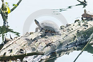 Water turtle (Chrysemys picta)