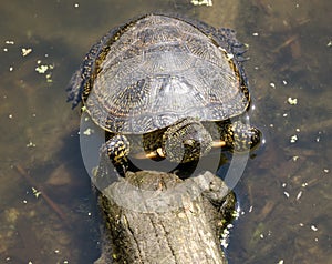 A water turtle crawled out of the pond and basks on a log, on a sunny summer day