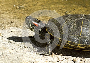 Water turtle detail