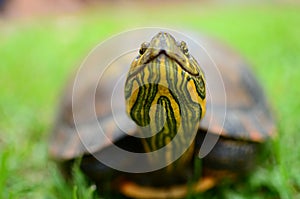 Water turtle in front of camera