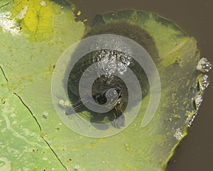 Water Turtle on Lilly Pad