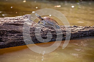 Water turtle Podocnemys unifillis in Lake Sandoval, Peru Amazon