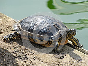 The water turtle The red-eared slider Trachemys scripta elegans basks in the sun.