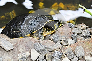 Water turtle on stone with water behind