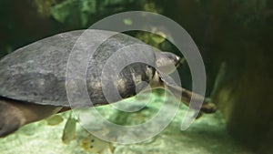 A water turtle swimming underwater.