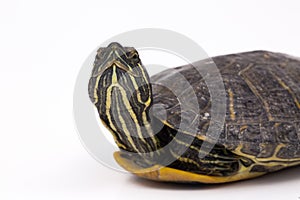 Water turtle , on the white background