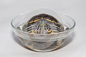 Water turtle on a white background