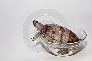 Water turtle on a white background