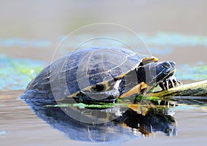 Water Turtles