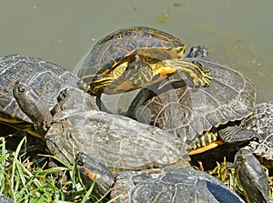 Water turtles