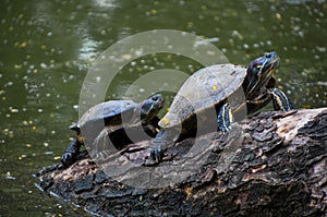 Water turtles clime from water for sunbathing photo