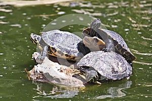 Water turtles