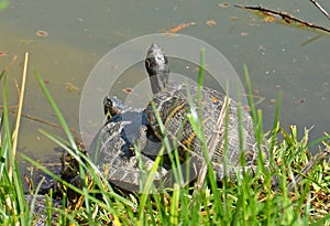 Water turtles couple