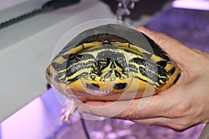 A small water turtle photo