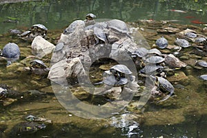 Water turtles