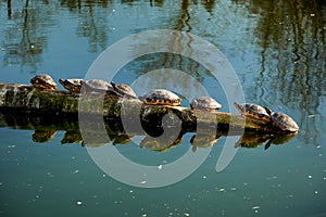 water turtles sitting in line