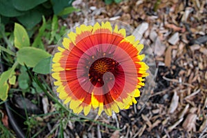 Water on a two colors flower