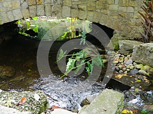 Water under a Stone Bridge with Foliage and Plants, Dallas, Texas