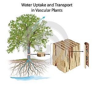 Water Uptake and Transport in Vascular Plants