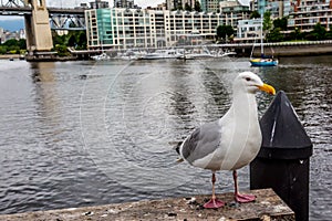 Water View at Vancouver B.C. with Seagull