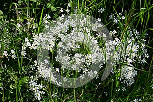 Water Violet or Featherfoil - Hottonia palustris, Norfolk, England, UK