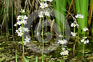 Water violet or featherfoil, hottonia palustris, the Secret Gardens, How Hill, Ludham, Norfolk, England, UK photo