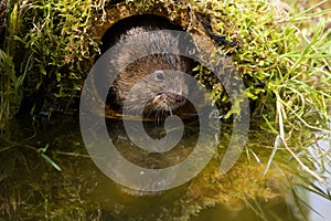 Water Vole