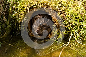 Water Vole