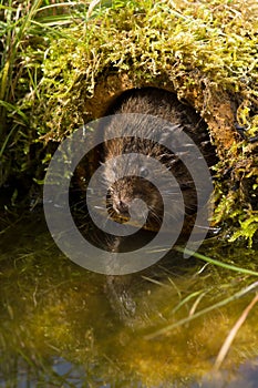 Water Vole