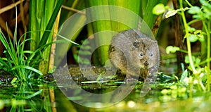 Water vole