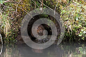 Water Vole, Arvicola amphibius