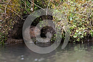 Water Vole, Arvicola amphibius