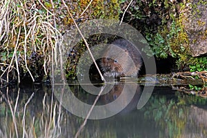 Water Vole, Arvicola amphibius