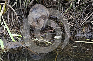 Water Vole Arvicola amphibius which is Britain`s fastest declining wild mammal.