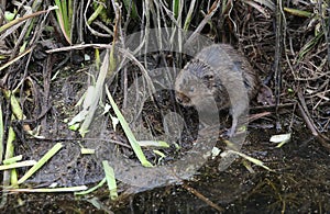 Water Vole Arvicola amphibius which is Britain`s fastest declining wild mammal.