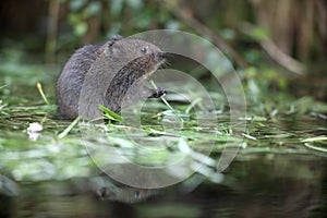 Water vole, Arvicola terrestris