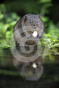 Water vole, Arvicola terrestris