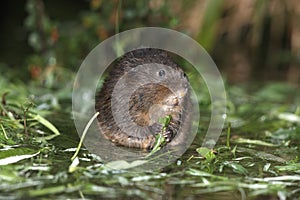 Water vole, Arvicola terrestris