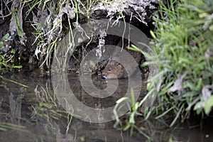 Water vole, Arvicola terrestris