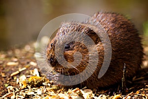 A water vole on a bank photo