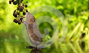 Water vole blackberry picking photo