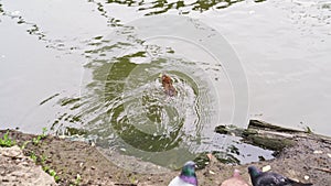 Water vole, river rat floating in the lake.