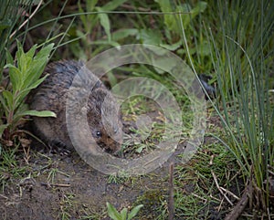 Water vole sitting on the river bank